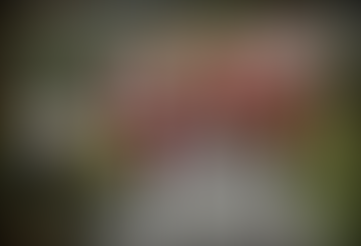 Mince Pie Run Xmas Eve