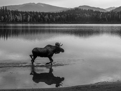 The Call of the Wild