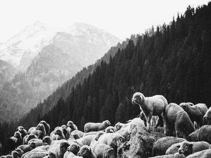 If I Were A Pastor - By Laurence Vance