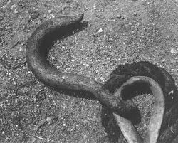 Metal Hook (Early 1940s)