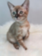 Ozark Bengal Cats