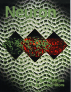 図 生物時計_neuron.gif