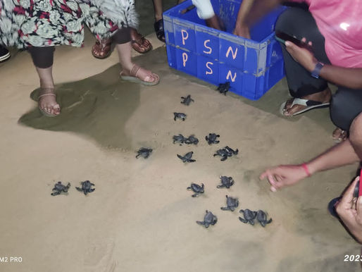 Olive Ridley Turtles Released at Honnavar