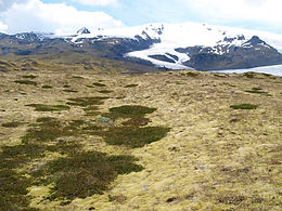 CLIMADAPT: Adaptation to past and present Climate Change in Arctic-Alpine Plants