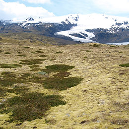 CLIMADAPT: Adaptation to past and present Climate Change in Arctic-Alpine Plants