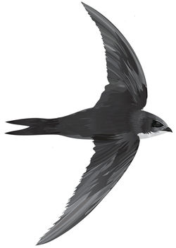 The bird