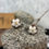 Thumbnail: Cotton Flower