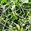Thumbnail: Steading & Co Salad Mix