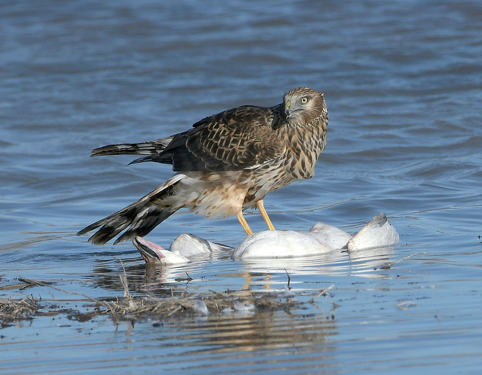 Northern harrier on snow goose