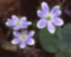 Hepatica