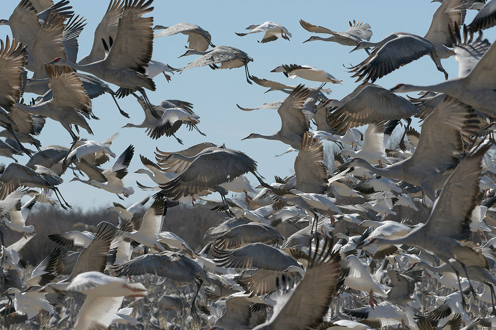Cranes and snow geese blast off