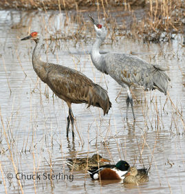 immature and adult Sandhill Crane