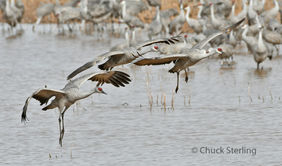 Sandhill Cranes