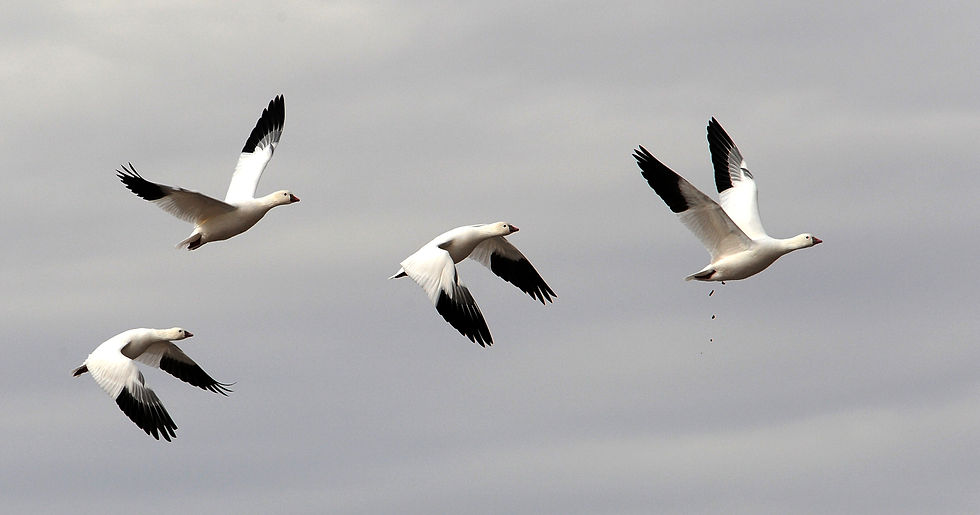 Snow Geese formation 2