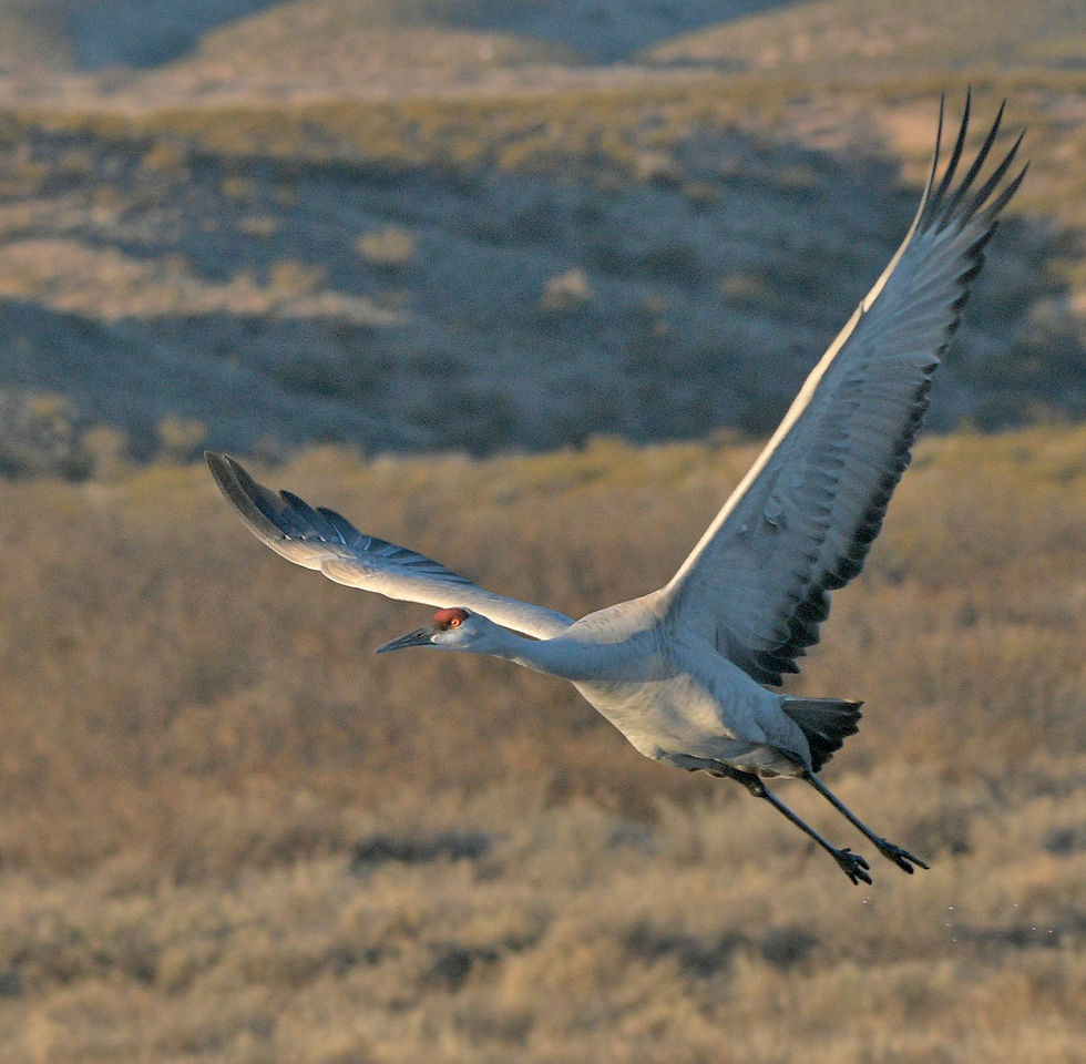 Sandhill crane