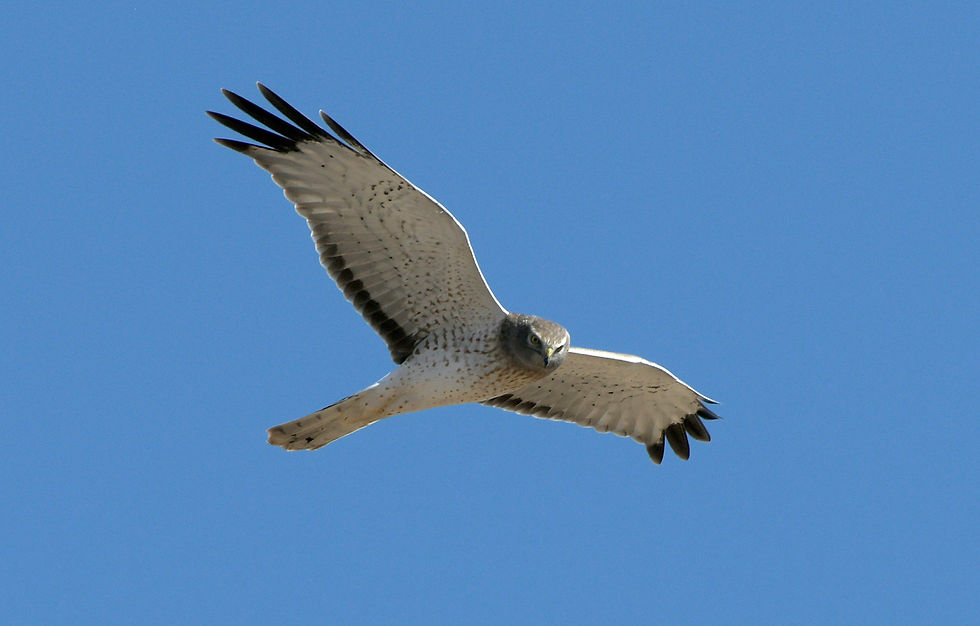 Northern harrier male hunting