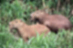 Capybara