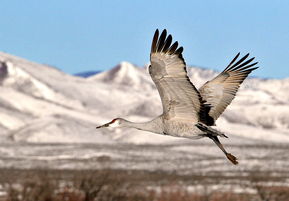 Sandhill Crane