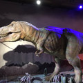 IMG_9156.JPEG