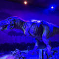 IMG_9153.JPEG