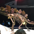 IMG_9145.JPEG