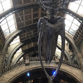 IMG_9151.JPEG