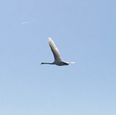 IMG_8824.JPEG