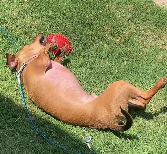 A Twisty Surprise - by Max Sweet 