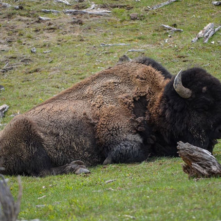 Yellowstone NP
