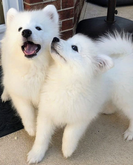Samoyed Puppy For Sale 