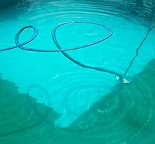 Cleaning Algae from pool