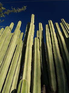 Organo chilayo.jpg