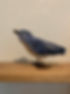 bird.jpg