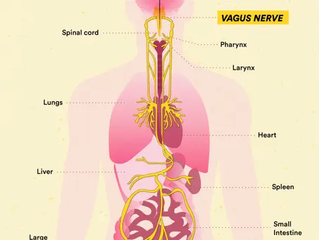 The Vagus Nerve: Unlocking the Hidden Power of Your Body's Healing Highway