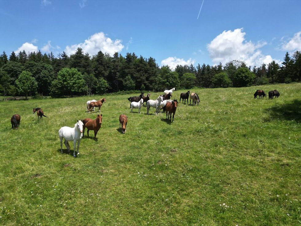 Cheveaux et poneys dans les prés