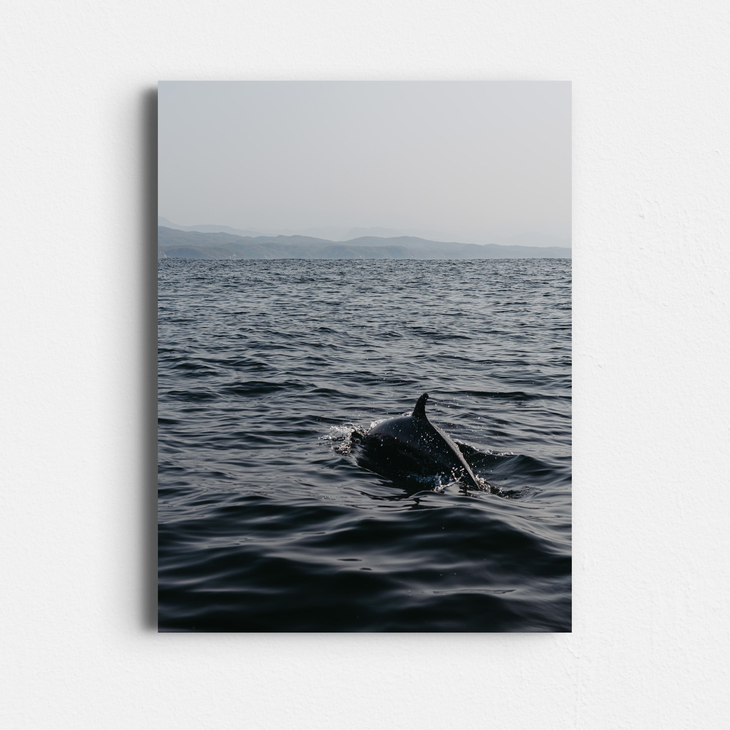 01.10 Dolphin Back - Matte Foam Print