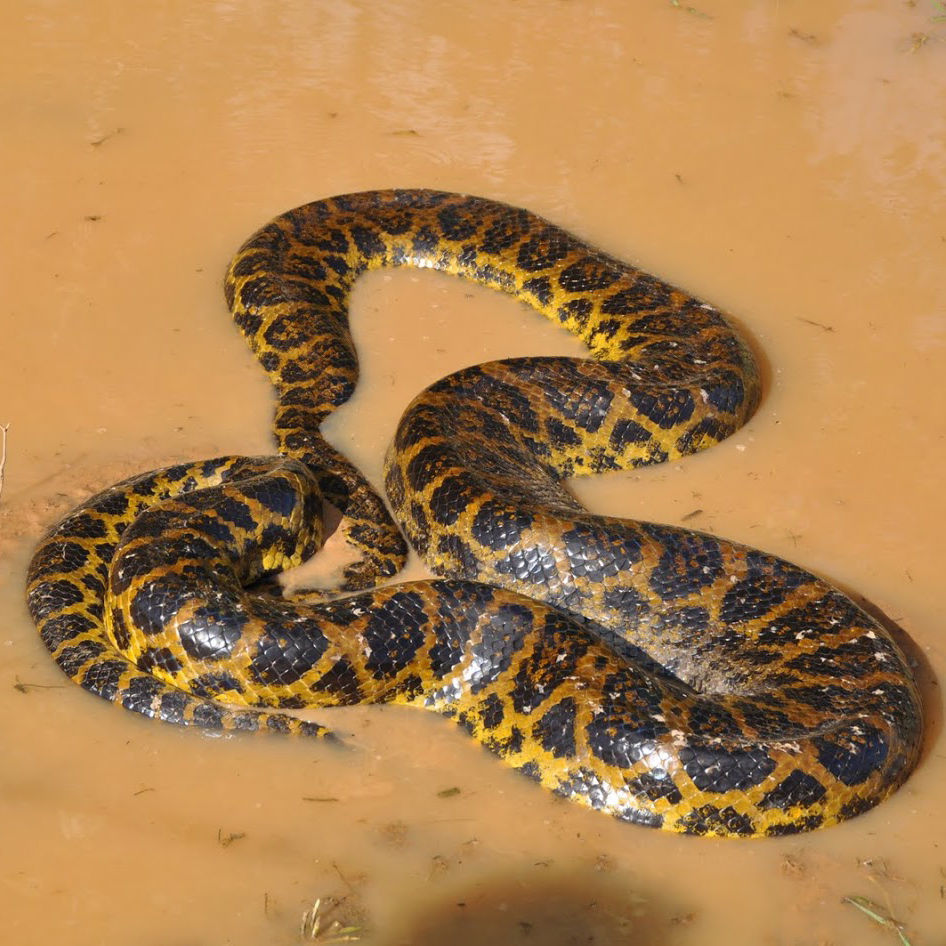 Snake bite