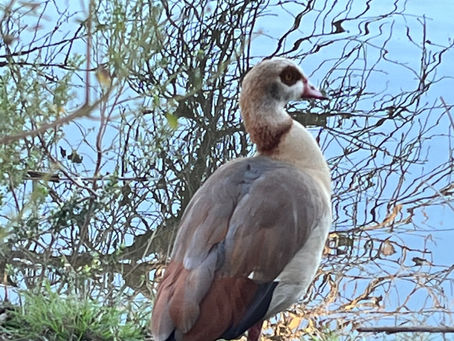 Egyptian Goose