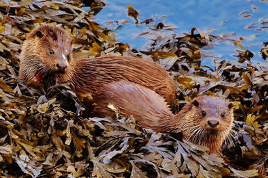 Otters, Loch Slapin, Skye