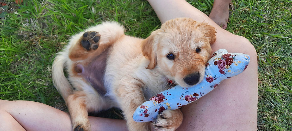 Scraps, foam and a fur baby = Toys!