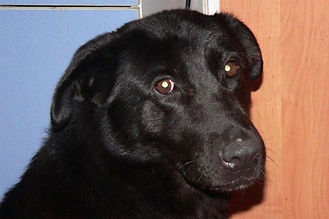 1_7175494779.jpg