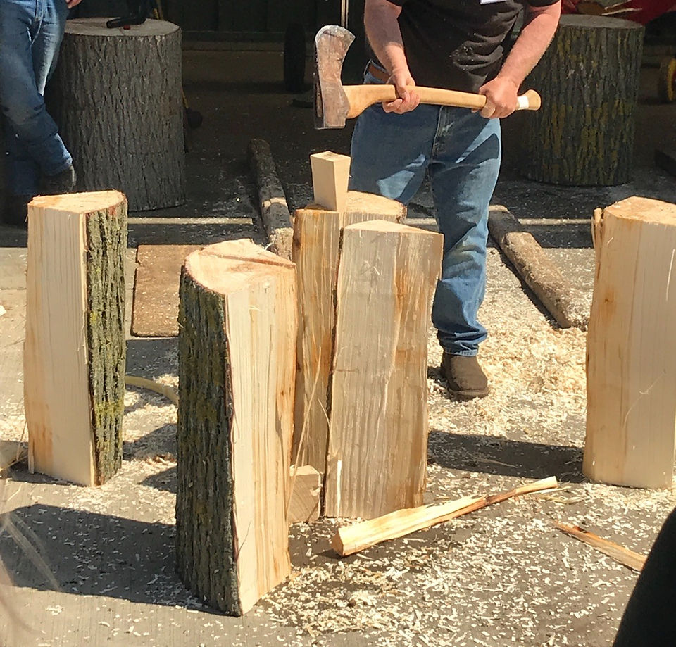 Cricket bat willow logs being split for processing