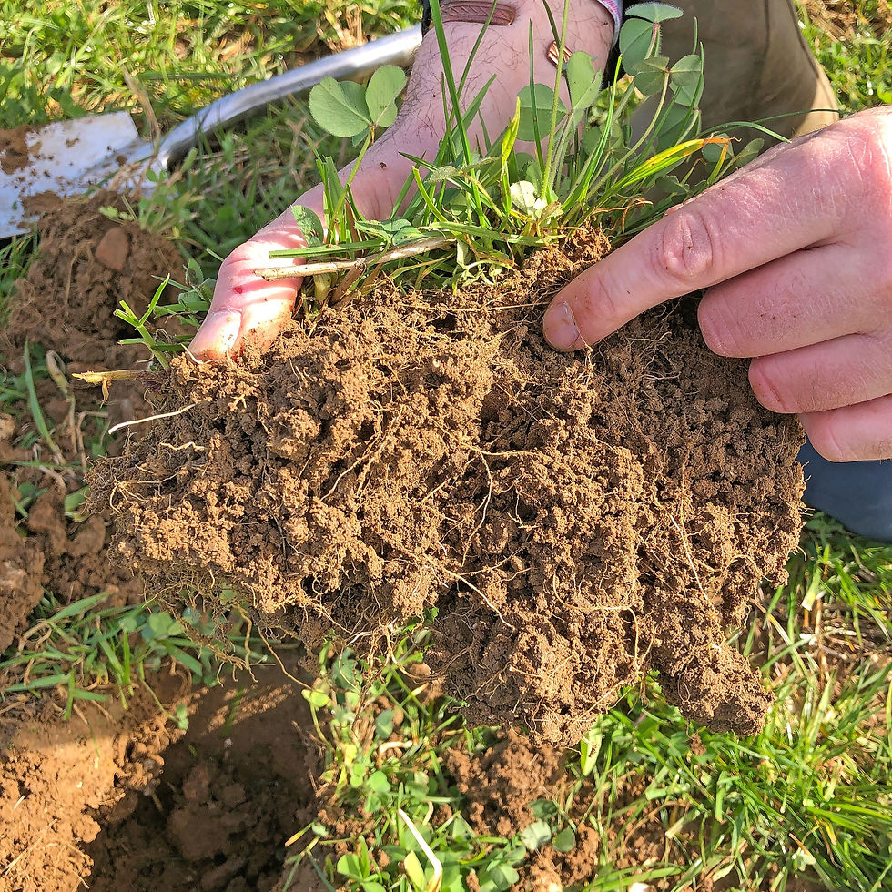 Thumbnail: Close-up of soil structure assessment using VESS, showing healthy root growth and soil condition under herbal ley sward
