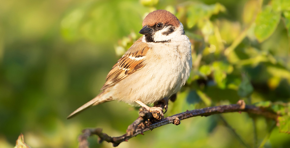 Tree sparrow on a branch