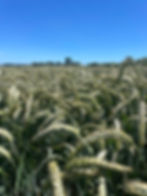 Field of triticale in a cover crop after maize for SOH4