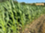 Game maize crop growing tall with strong canopy, providing cover and feed for game birds through the season