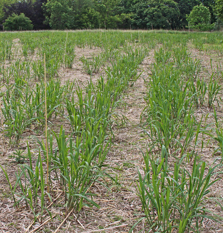 Young miscanthus plants
