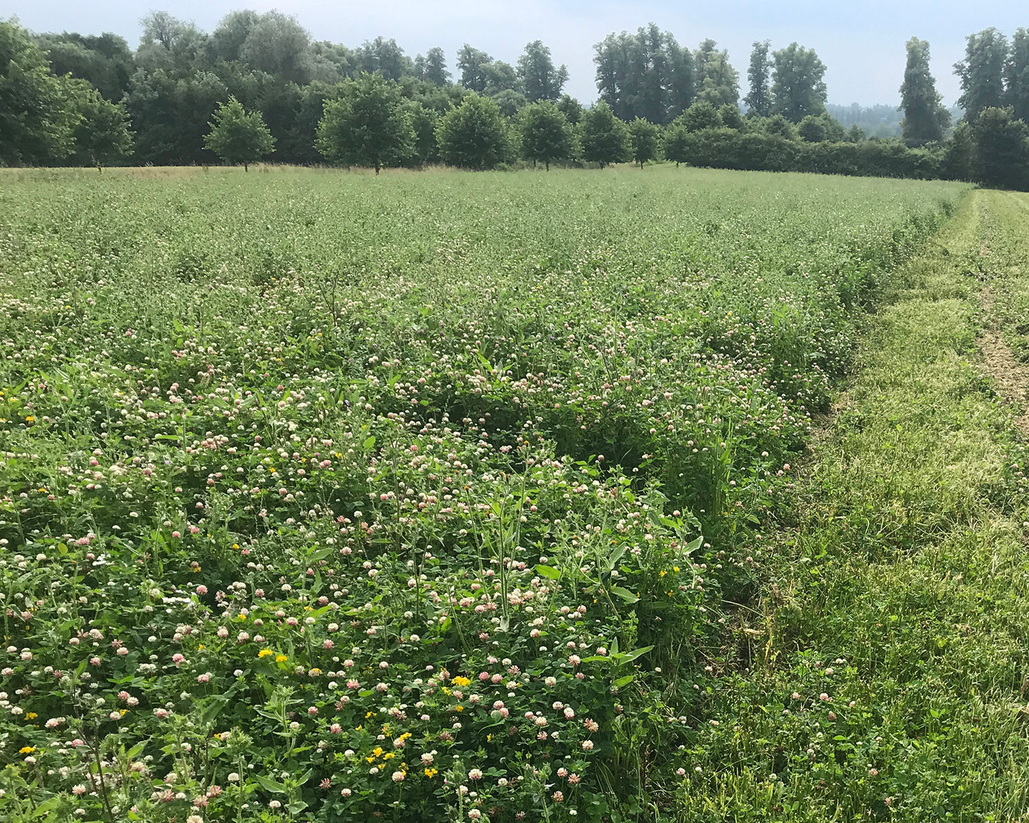 Legume fallow mix under AB15 and CNUM3, flowering to support pollinators