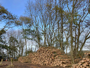 Sitting on the Woodland Fence?