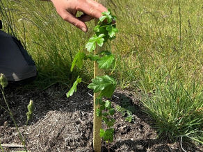 Field maple (Acer campestre) planted as a 15cm cell grown tree